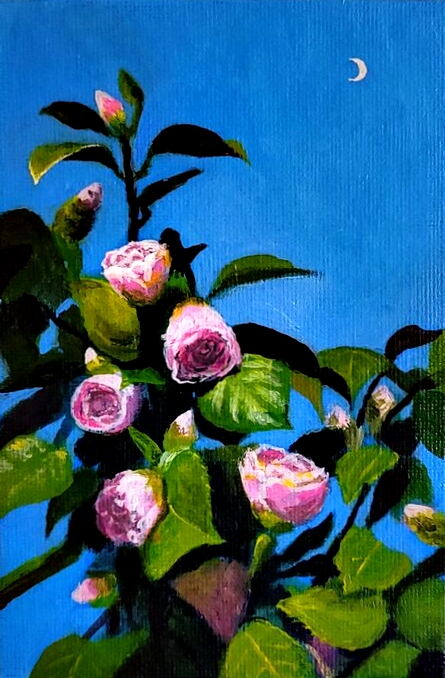 Camellias